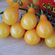 YELLOW PEAR-TOMATO