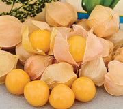 AUNT MOLLY'S-GROUND CHERRY