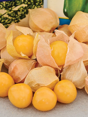 AUNT MOLLY'S-GROUND CHERRY