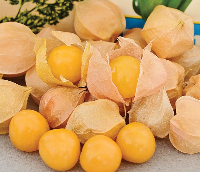 AUNT MOLLY'S-GROUND CHERRY