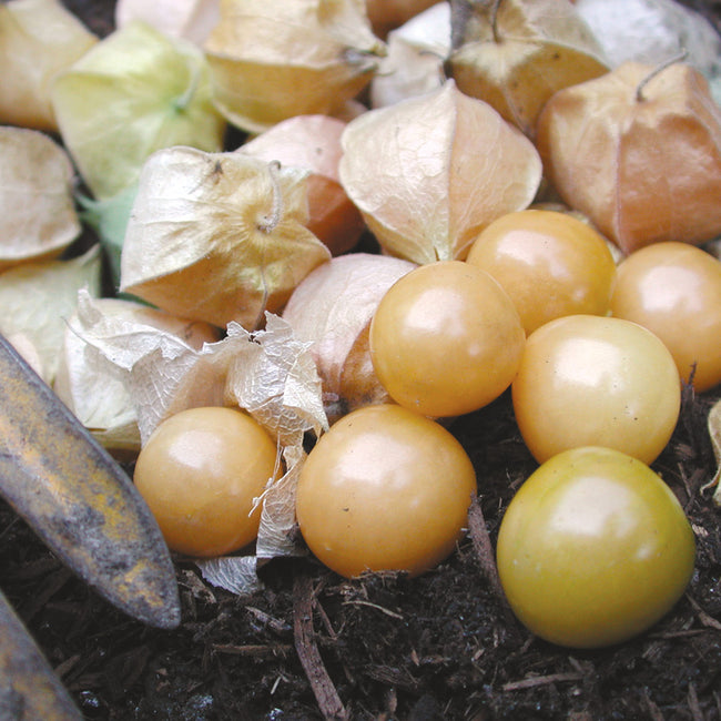 AUNT MOLLY'S-GROUND CHERRY