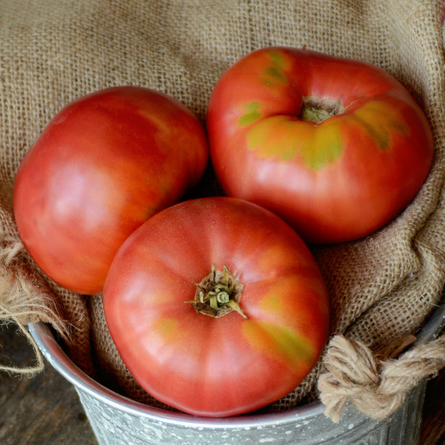 MORTGAGE LIFTER-TOMATO