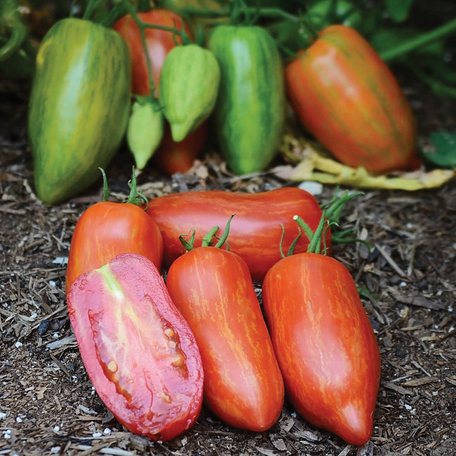 STRIPED ROMAN-TOMATO