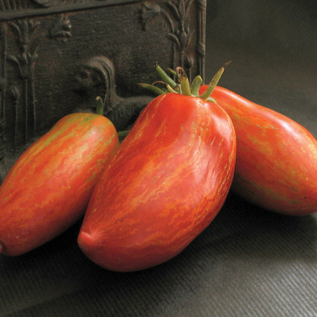 STRIPED ROMAN-TOMATO