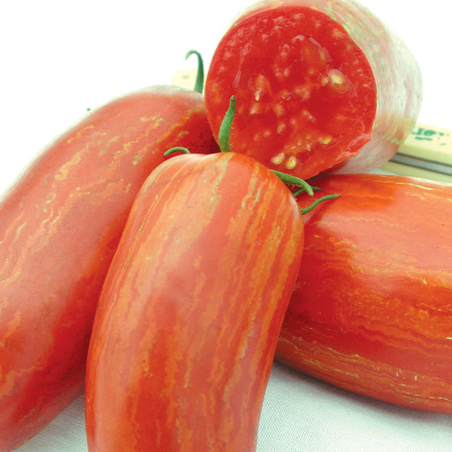 STRIPED ROMAN-TOMATO