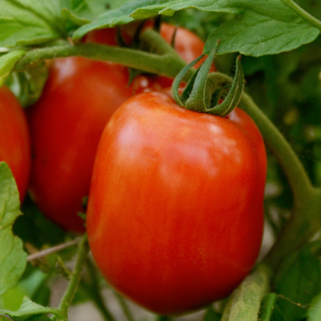OREGON STAR-TOMATO