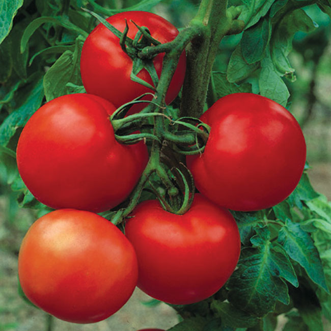 ★TAMATO★ warrior_512x410.png?v=1741959154