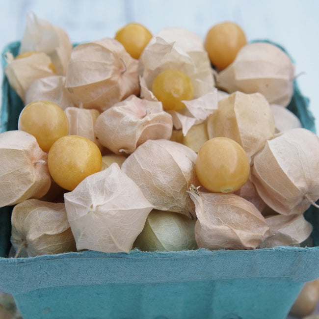 PINEAPPLE GROUND CHERRY