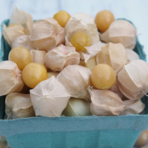 PINEAPPLE GROUND CHERRY
