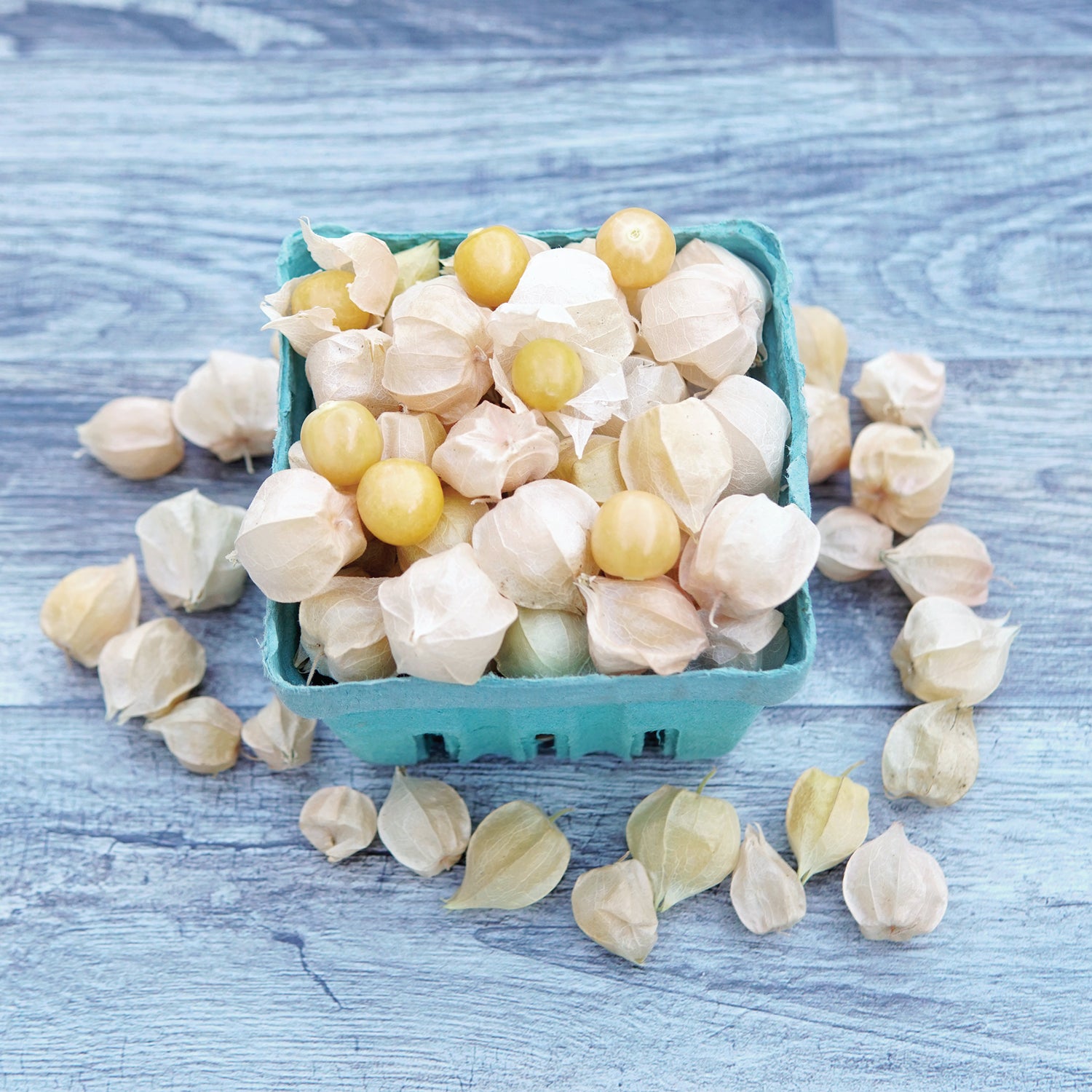 Aunt Molly's Ground Cherry Seed