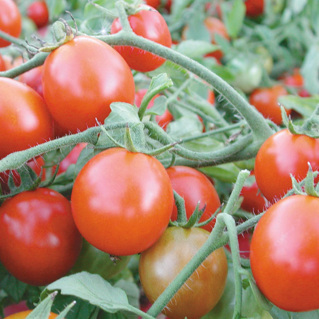 OREGON CHERRY-TOMATO