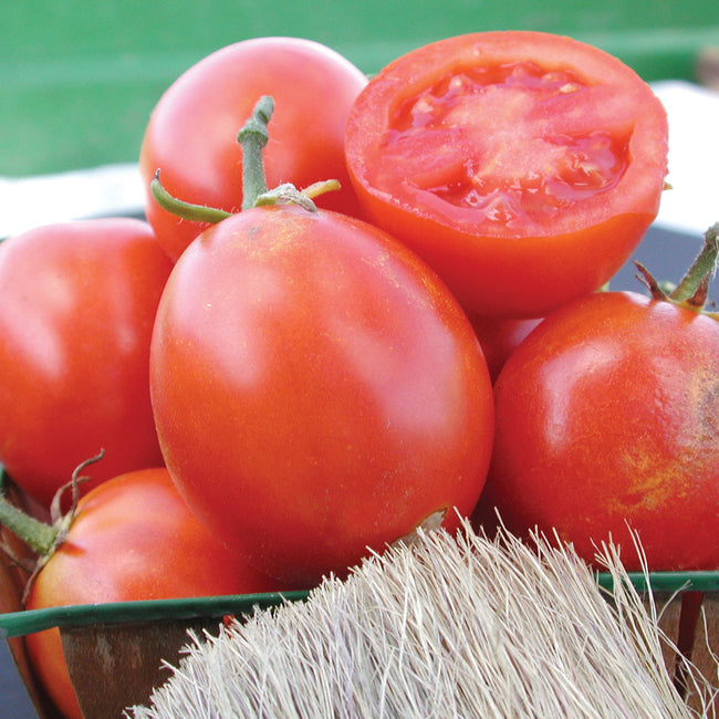 BEAVERLODGE 6806 PLUM-TOMATO