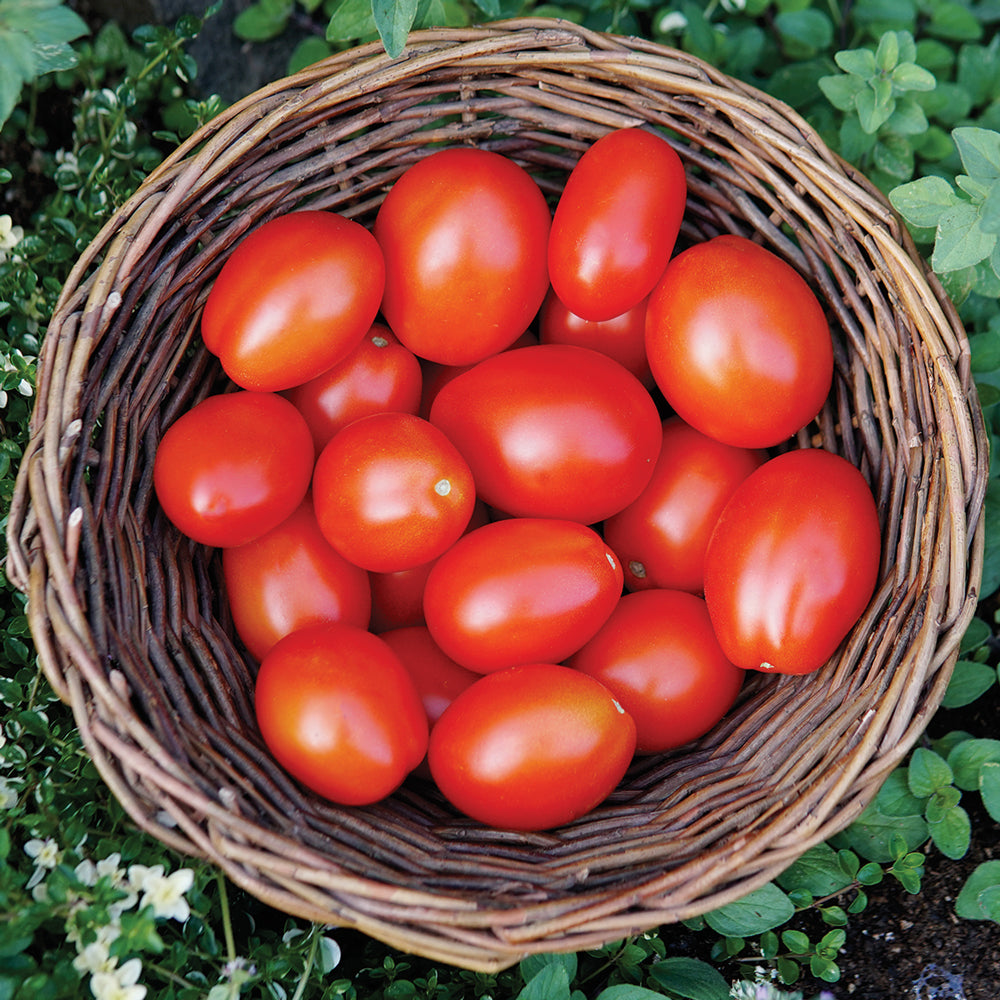 Beaverlodge Slicer - Heirloom Tomato Seeds