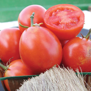 BEAVERLODGE 6806 PLUM-TOMATO