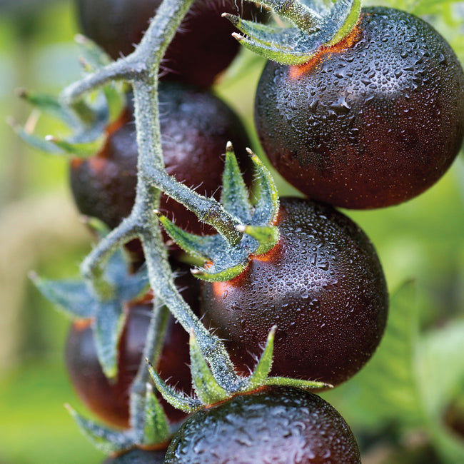 INDIGO™ BLUE BERRIES-TOMATO