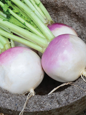 PURPLE TOP WHITE GLOBE-TURNIP