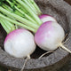 PURPLE TOP WHITE GLOBE-TURNIP