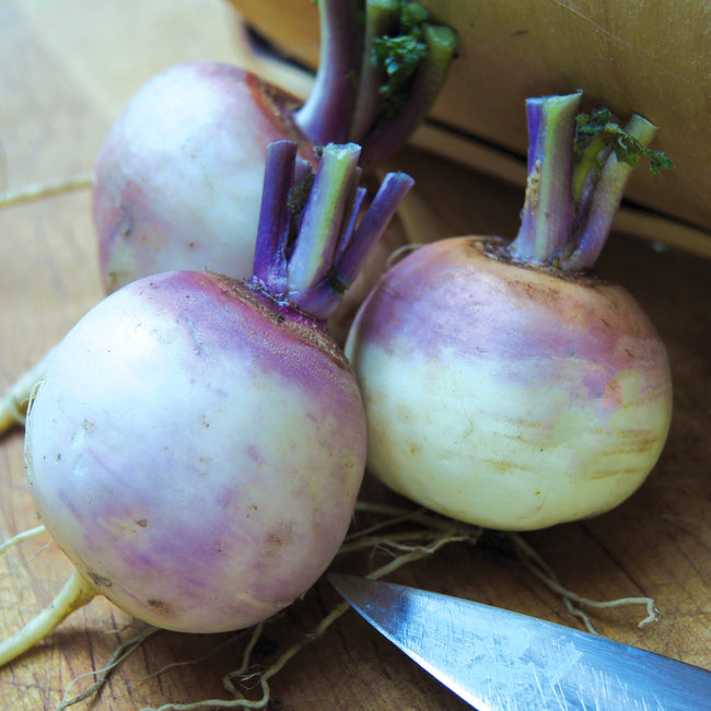 PURPLE TOP WHITE GLOBE-TURNIP