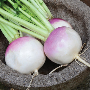 PURPLE TOP WHITE GLOBE-TURNIP