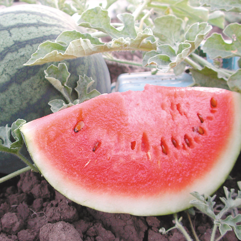 Sugar Baby Watermelon Seed 1 Ounce Sugar Baby Watermelon Seed 1 Ounce