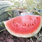 SUGAR BABY-WATERMELON