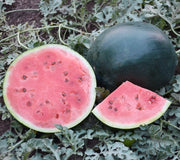 BLACKTAIL MOUNTAIN-WATERMELON