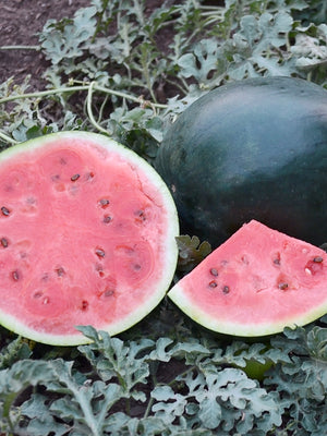 BLACKTAIL MOUNTAIN-WATERMELON