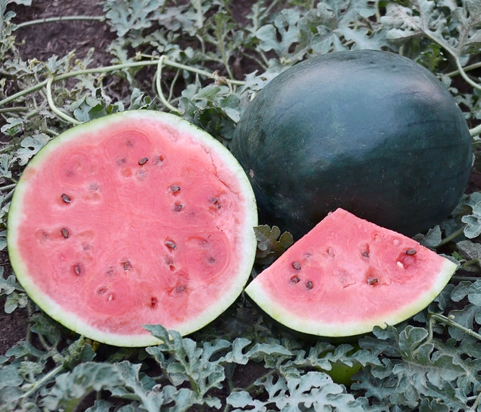 BLACKTAIL MOUNTAIN-WATERMELON