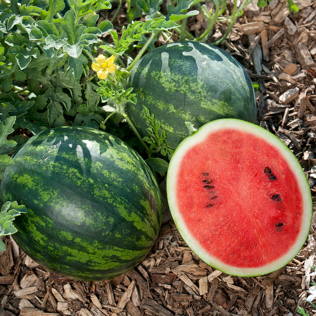 MINI LOVE-WATERMELON