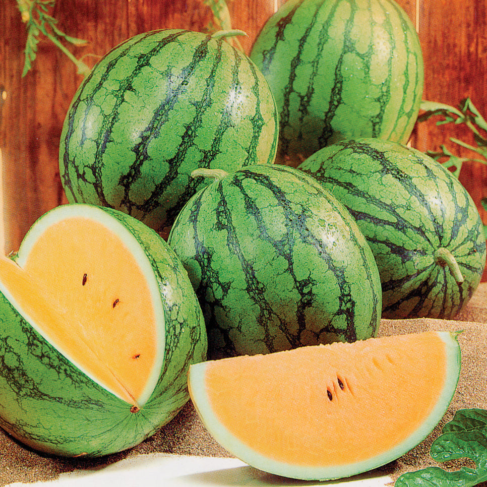 orange watermelons