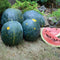 MOON & STARS-WATERMELON