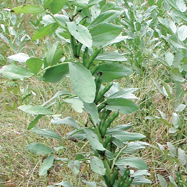 SMALL FAVA-COVER CROP