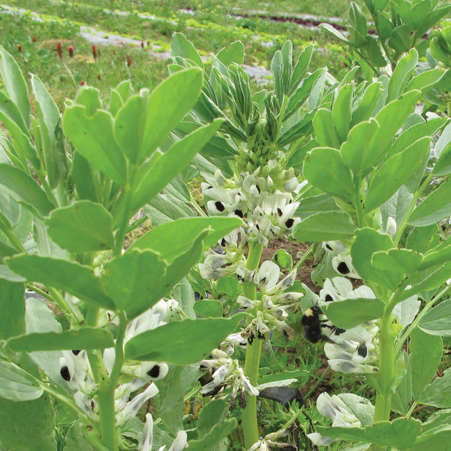 SMALL FAVA-COVER CROP