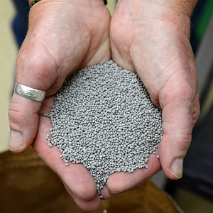 BERSEEM CLOVER-CLOVER