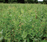 AUSTRIAN FIELD PEAS-COVER CROP