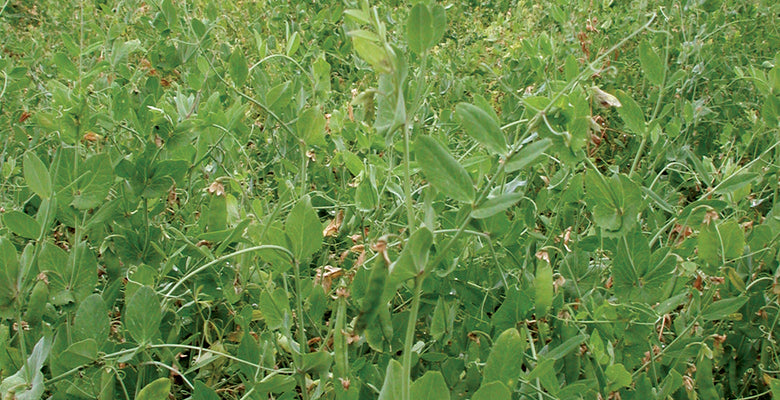 AUSTRIAN FIELD PEAS-COVER CROP