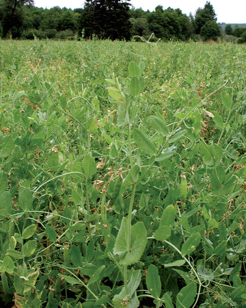 AUSTRIAN FIELD PEAS-COVER CROP