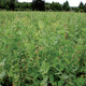 AUSTRIAN FIELD PEAS-COVER CROP