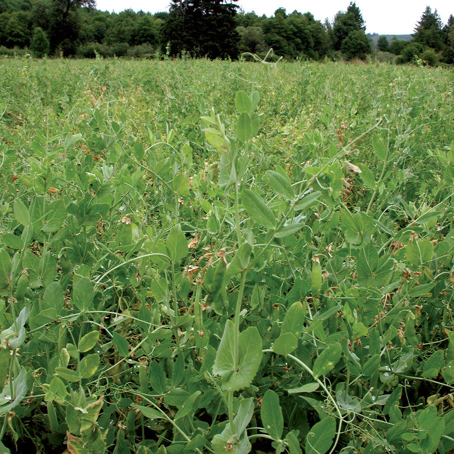 Field Peas Field Peas: A New Crop To Replace Fallow And Diversify The