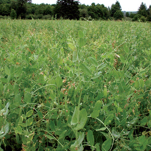 AUSTRIAN FIELD PEAS-COVER CROP