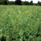 AUSTRIAN FIELD PEAS-COVER CROP