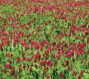 CRIMSON CLOVER-CLOVER