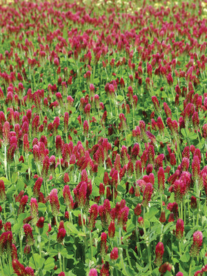 CRIMSON CLOVER-CLOVER