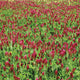 CRIMSON CLOVER-CLOVER