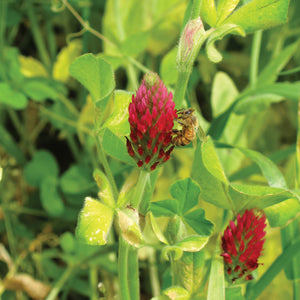 CRIMSON CLOVER-CLOVER