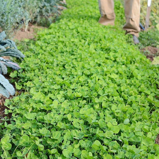 NEW ZEALAND WHITE CLOVER-CLOVER