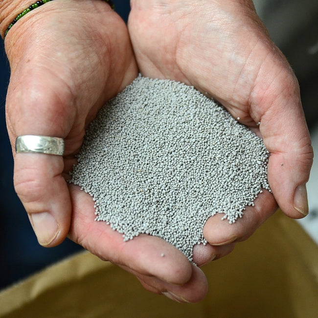 NEW ZEALAND WHITE CLOVER-CLOVER