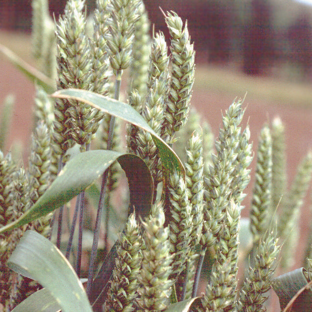 Wheat and Legume Buckets, 25 LB