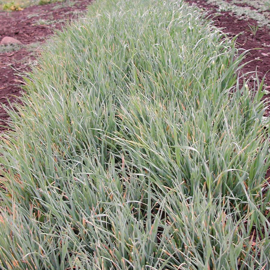 Oat Seed - 5 pounds