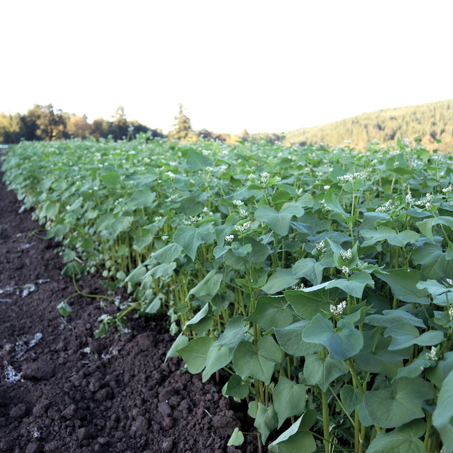 BUCKWHEAT-BUCKWHEAT